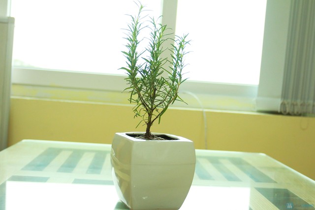 Image result for cây hương thảo