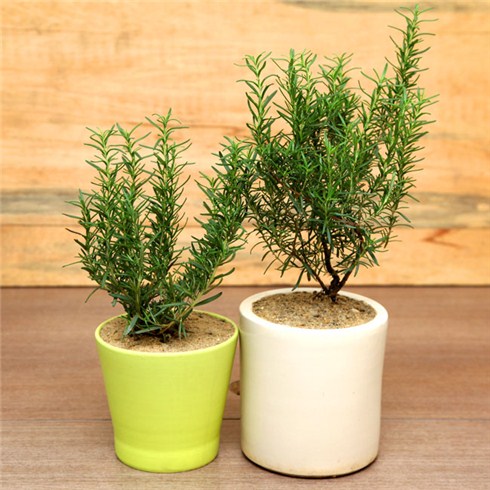 Đuổi muỗi bằng cây hương thảo