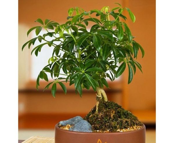 cay-ngu-gia-bi Cây ngũ gia bì