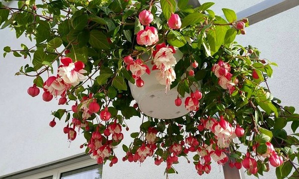 Hoa đèn lồng - loài hoa đẹp và quý treo ban công nhà bạn !