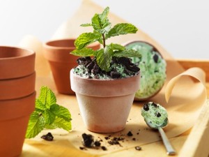 cách trồng và chăm sóc cây bạc hà