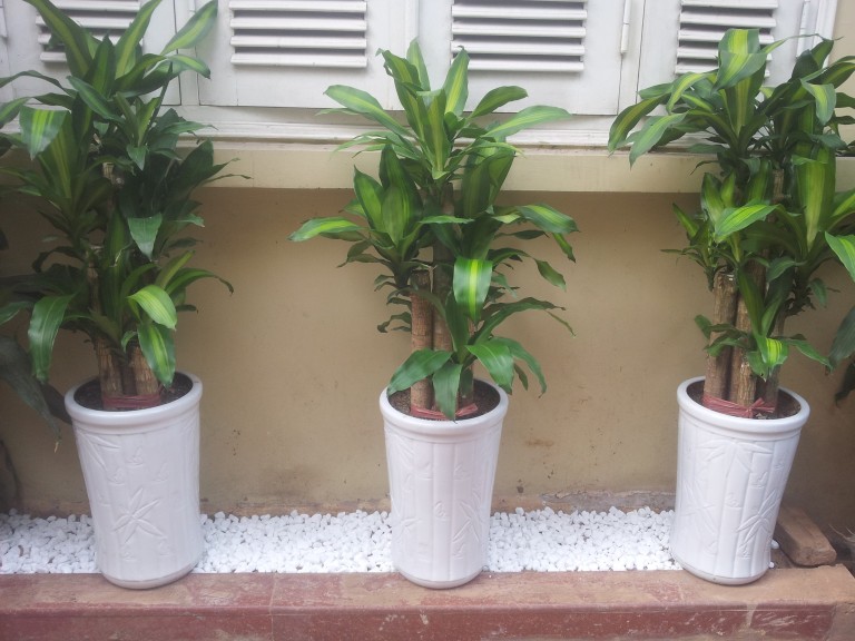 cây thiết mộc lan có độc không