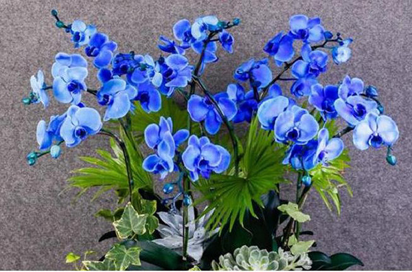 hoa lan hồ điệp màu xanh da trời