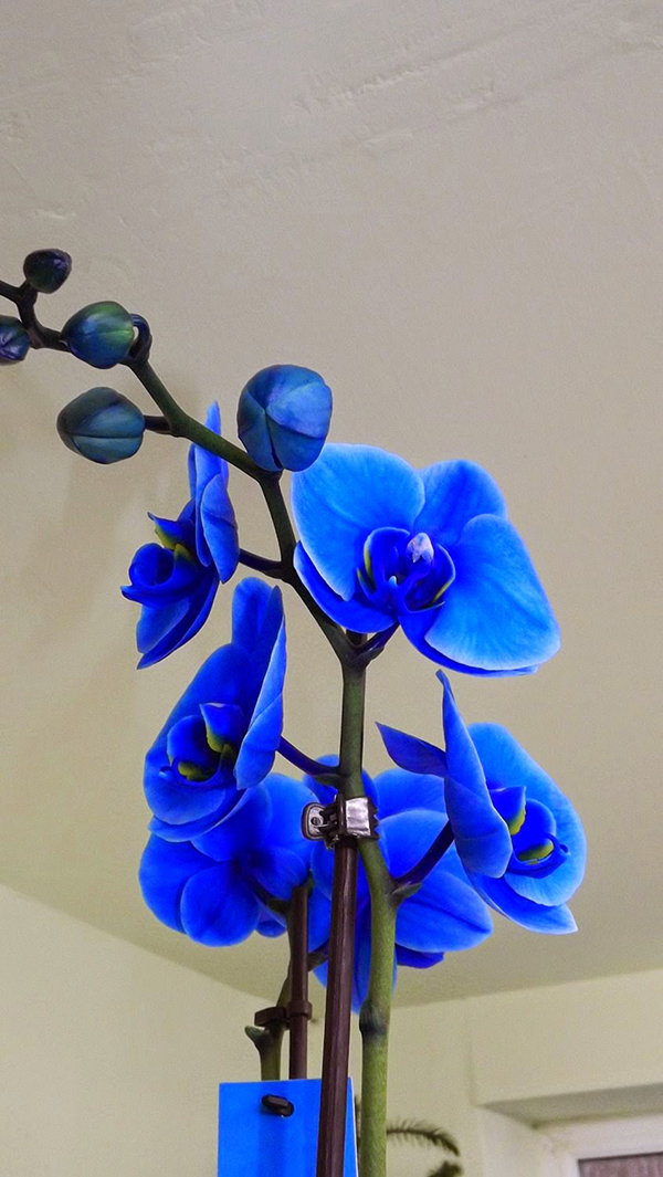 Hoa lan hồ điệp xanh da trời2