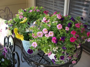 cách trồng và chăm sóc hoa dạ yến thảo