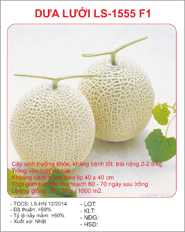 Cách ươm trồng hạt giống dưa lưới LS - 1555 F11