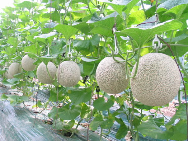Cách ươm trồng hạt giống dưa lưới LS - 1555 F13