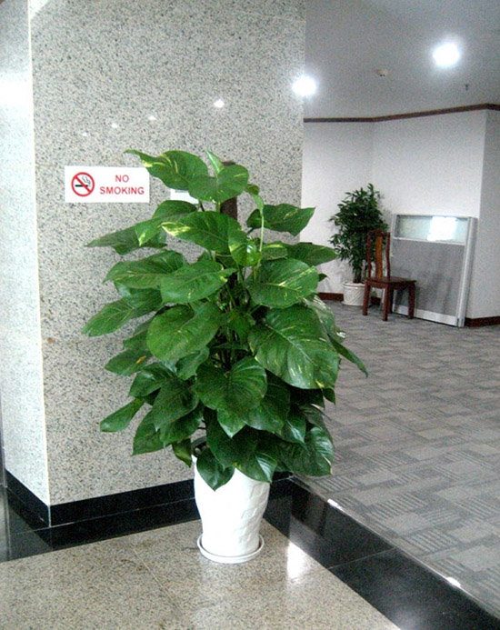 Dịch vụ cho thuê cây vạn niên thanh cột văn phòng