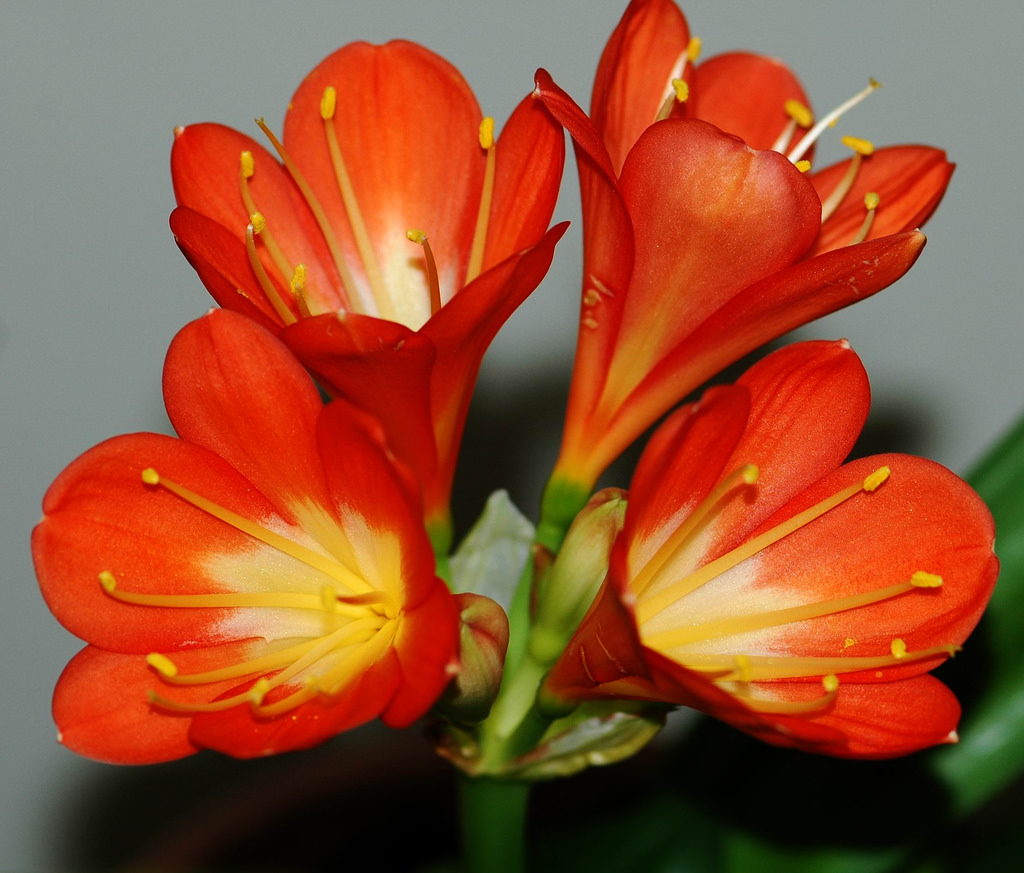 Cây Lan Quân Tử - loại hoa quý đẹp rực rỡ