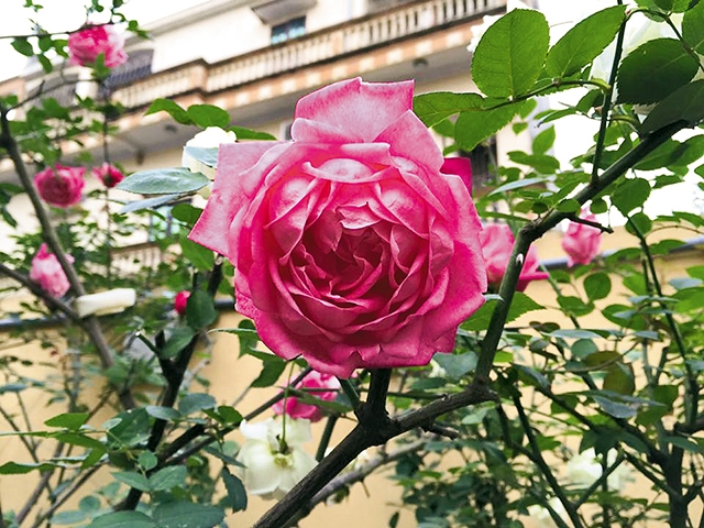 Hoa hồng cổ Sapa thu hút người chơi hoa