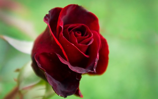 Hoa hồng nhung ý nghĩa phân loại và cách trồng chăm sóc  KHBVPTR