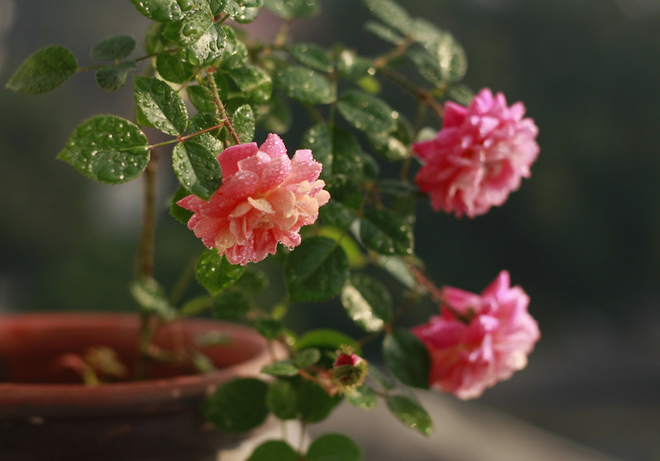 Ý nghĩa và cách chăm sóc hoa hồng tỉ muội trong chậu
