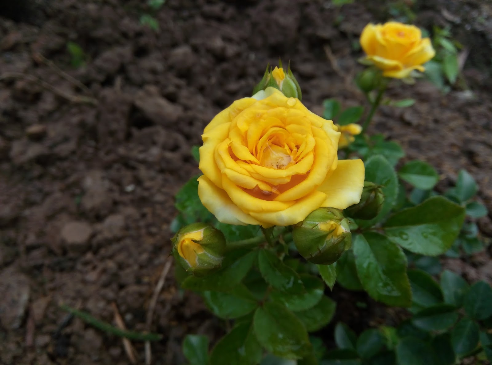 Hoa hồng vàng chân thành tin tưởng