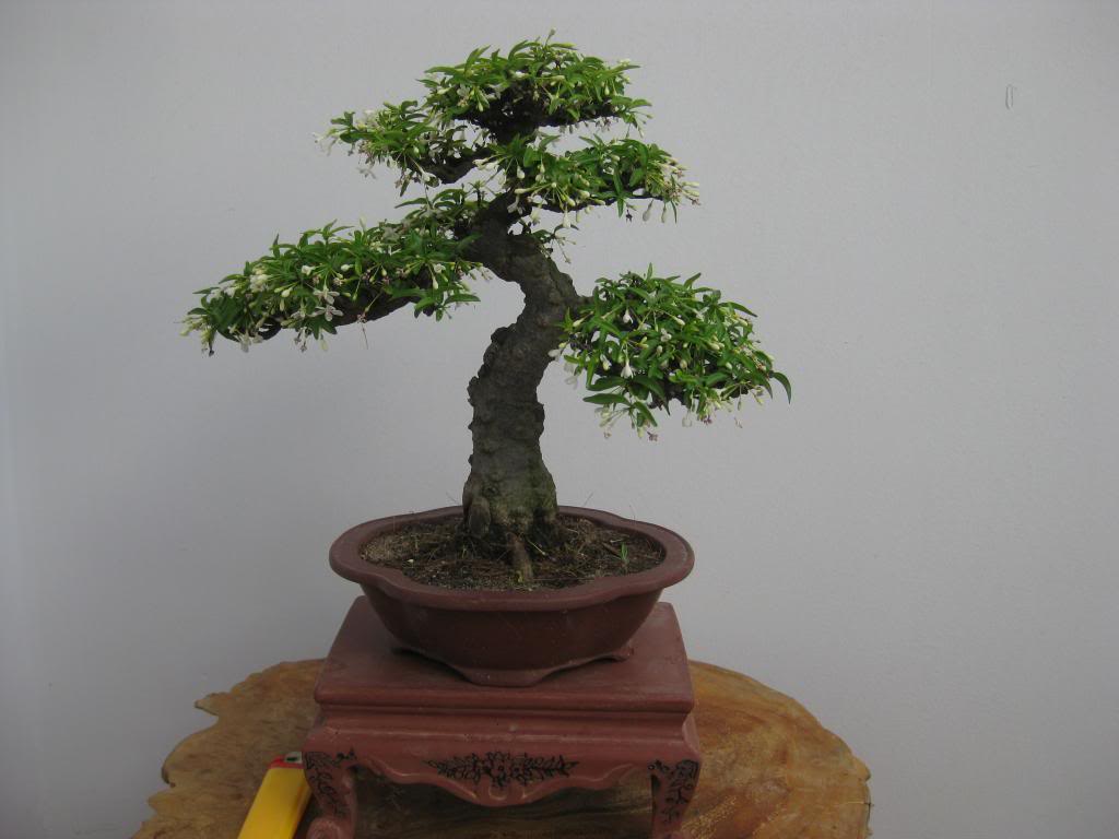 Mai chiếu thủy bonsai mini siêu đẹp