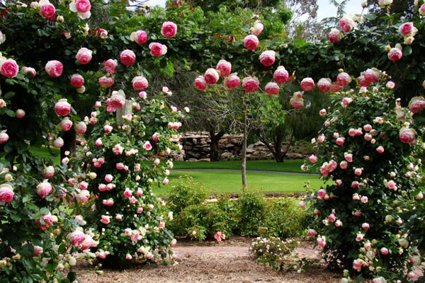 Tư vấn cách trồng hoa hồng leo cho hoa nhiều và đẹp