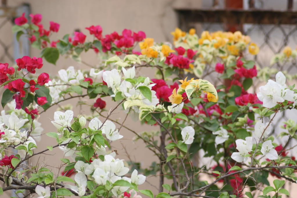 Ý nghĩa và cách chăm sóc hoa giấy sao cho ra hoa nhiều đẹp