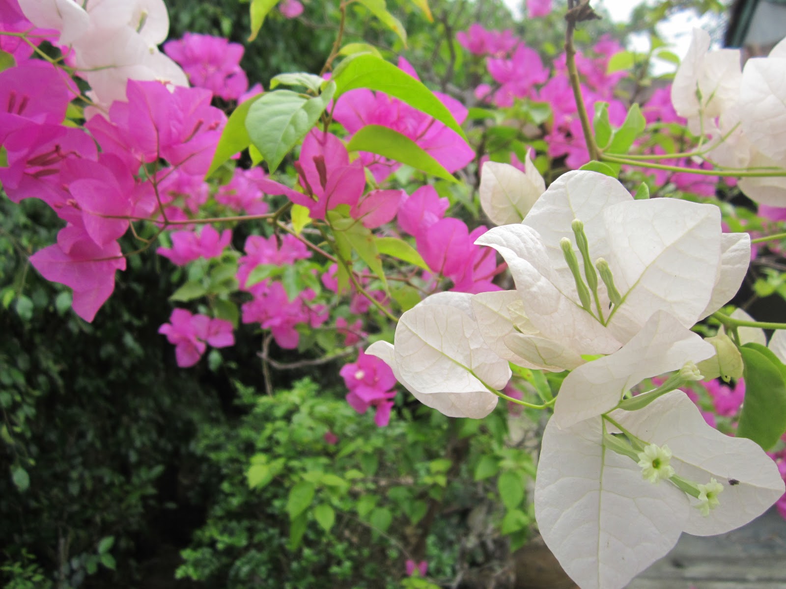 Ý nghĩa và cách chăm sóc hoa giấy sao cho ra hoa nhiều đẹp