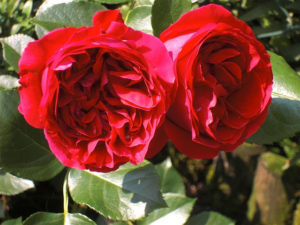 Hoa hồng đỏ Eden