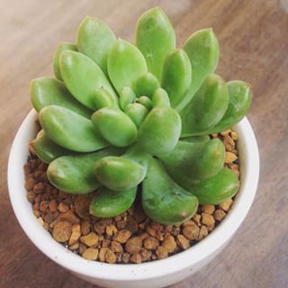 Káº¿t quáº£ hÃ¬nh áº£nh cho sen ÄÃ¡ thÆ°á»£c dÆ°á»£c