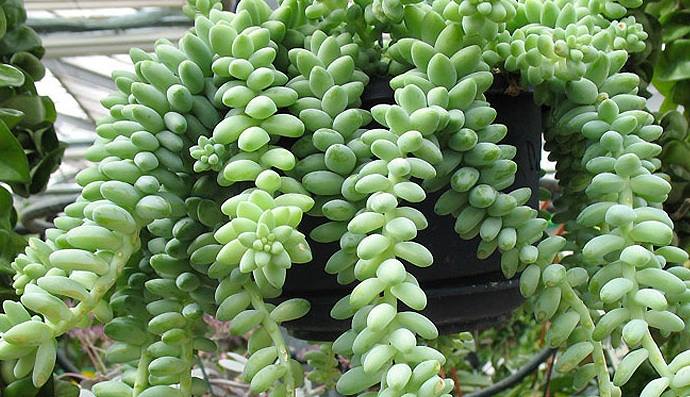 Chậu treo cây sen đá chuỗi ngọc với các nhánh rủ dài