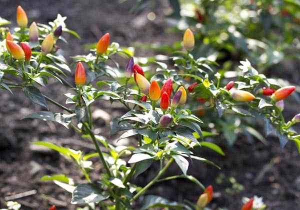 Cách trồng cây ớt cảnh trong nhà cho thật nhiều trái