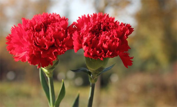 Hoa cẩm chướng - Hoa đẹp vạn người mê