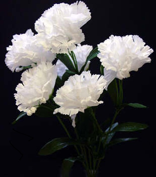 Hoa cẩm chướng - Hoa đẹp vạn người mê