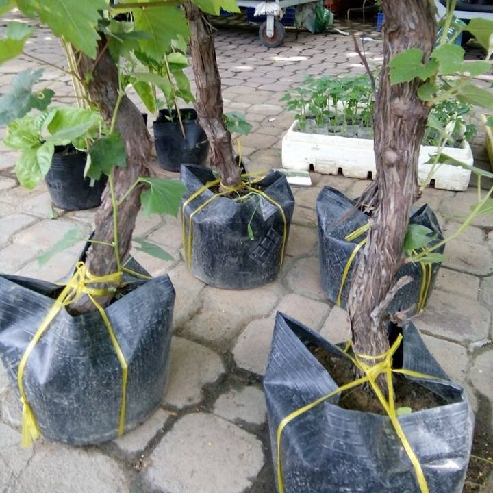 Tìm mua và trồng cây gốc nho giống Ninh Thuận