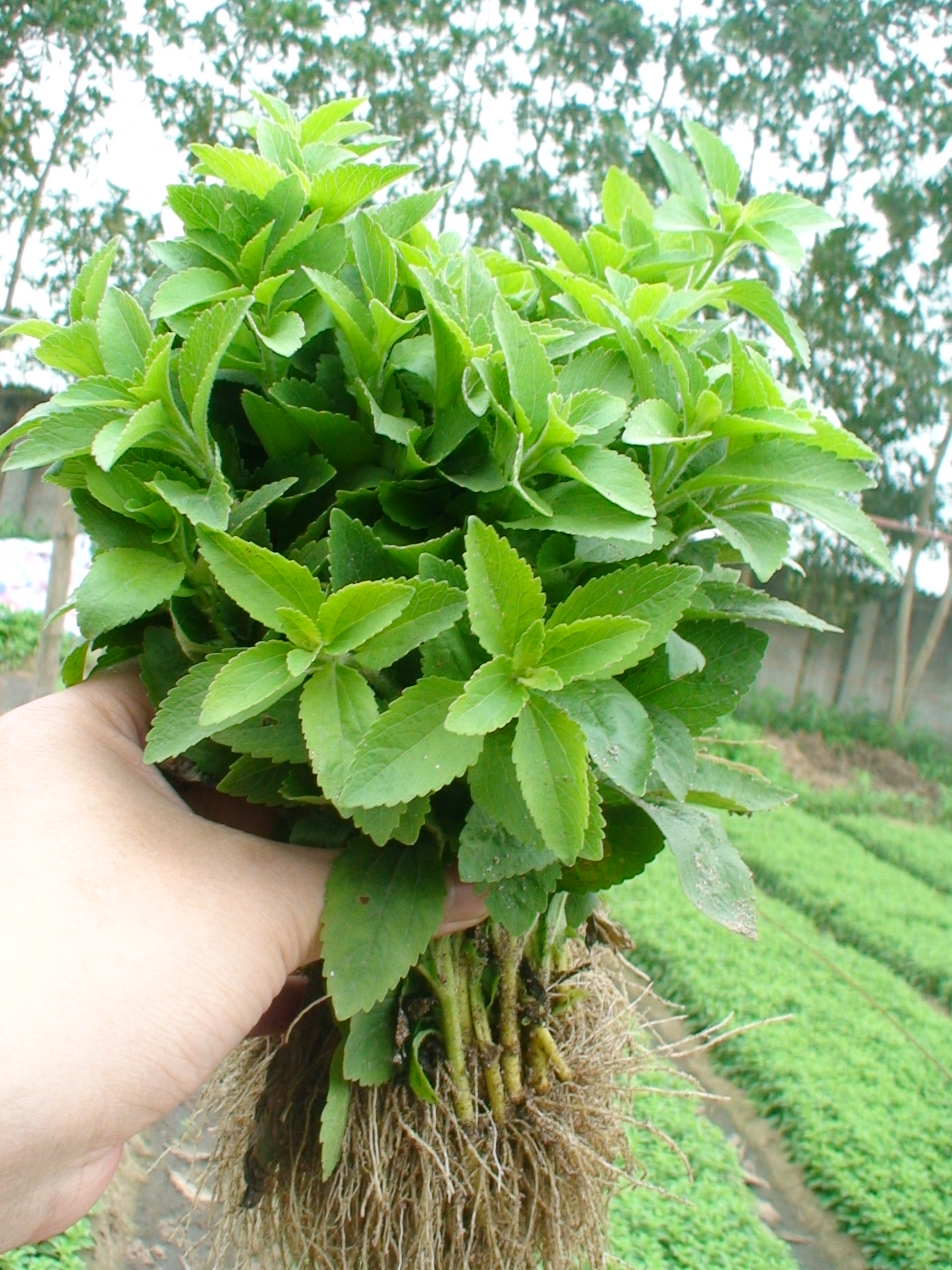 Tìm mua cây cỏ ngọt tại Hà Nội