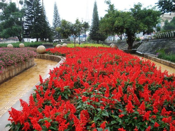 Hạt giống hoa xác pháo