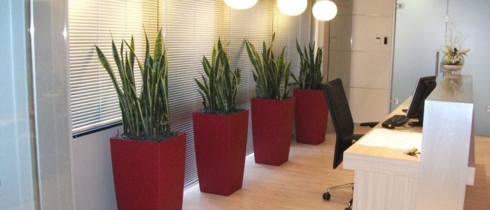 Il-verde-in-ufficio-con-le-piante-autosufficienti-700x300