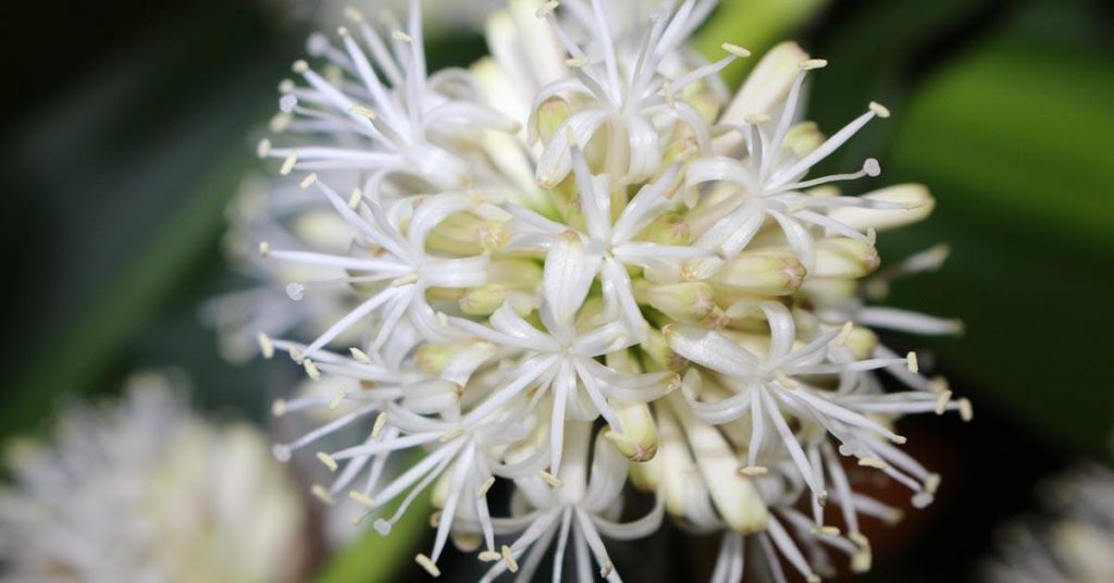 Hoa cây thiết mộc lan