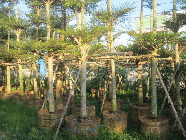 cây bàng Đài Loan