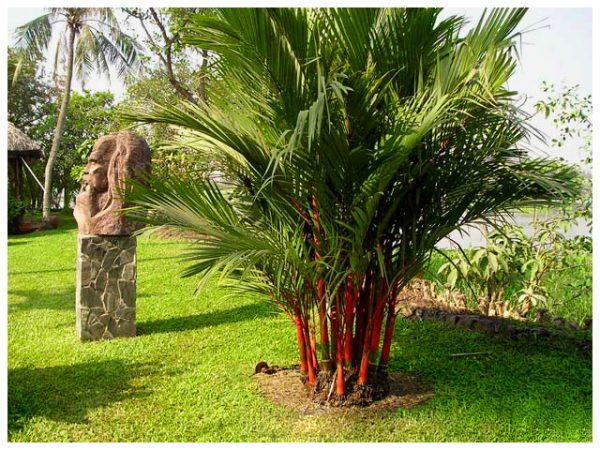 Cây cau bẹ đỏ