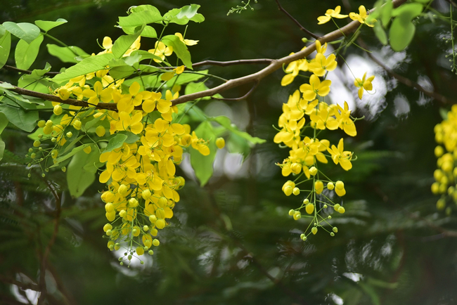 cây giống Muồng hoàng yến