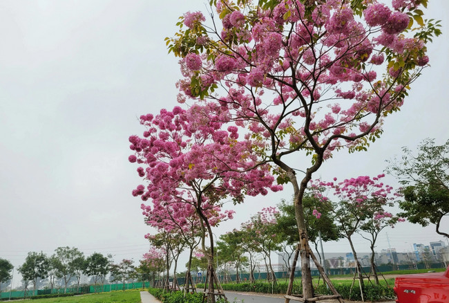 cây giống phong linh tím