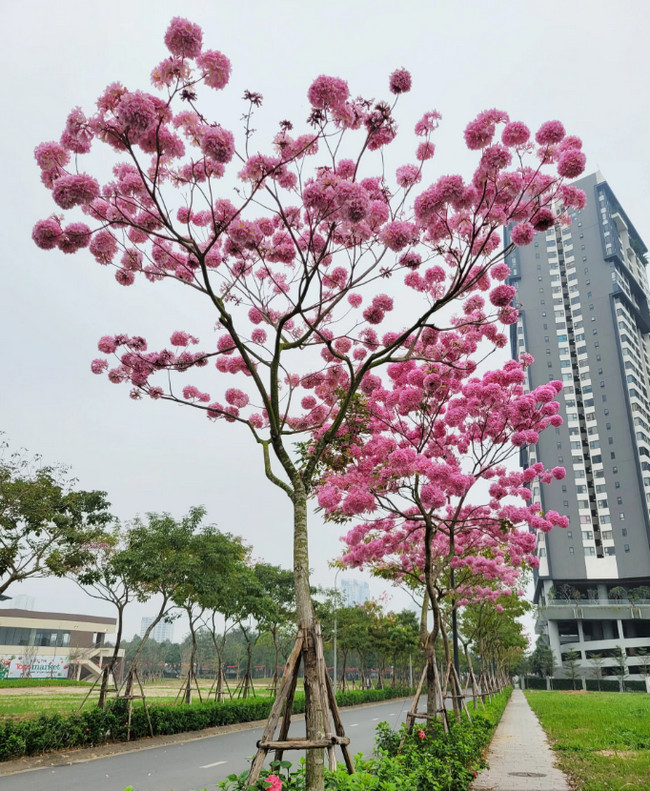 cây giống phong linh tím