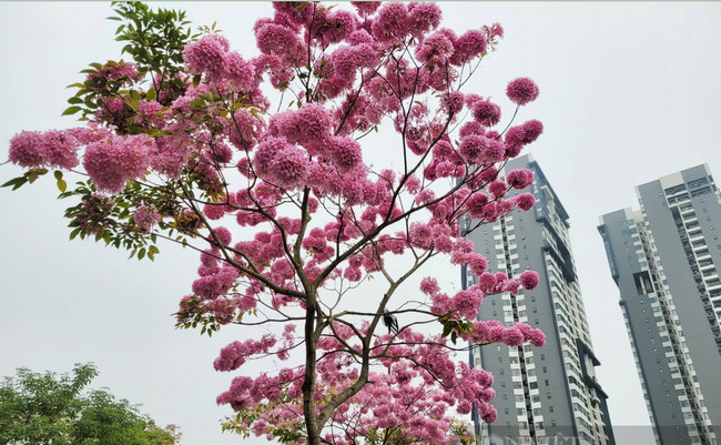 cây giống phong linh tím