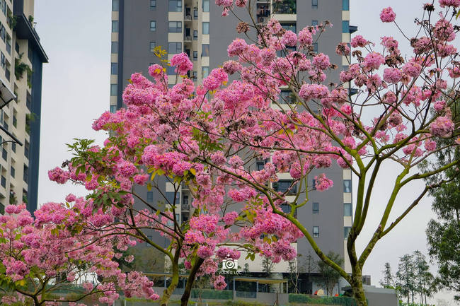 cây giống phong linh tím