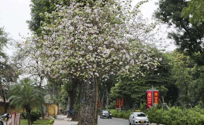 cây hoa ban