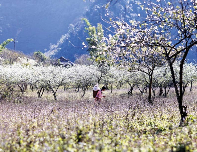 cây hoa ban Tây Bắc