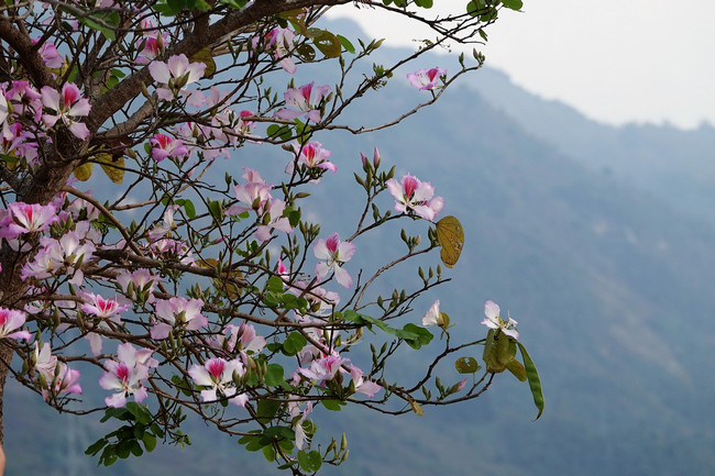 cây hoa ban Tây Bắc