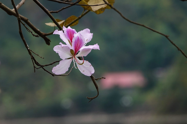 cây hoa ban Tây Bắc