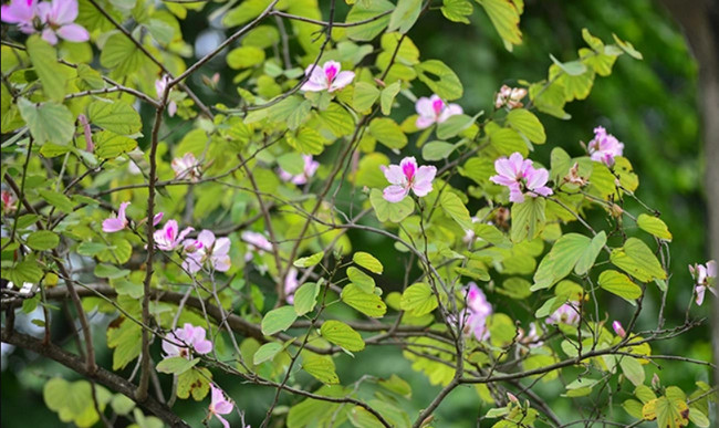 cây hoa ban Tây Bắc