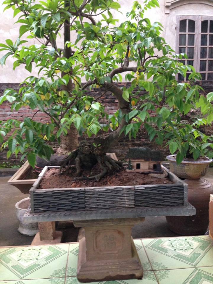 cay-khe-canh-bonsai