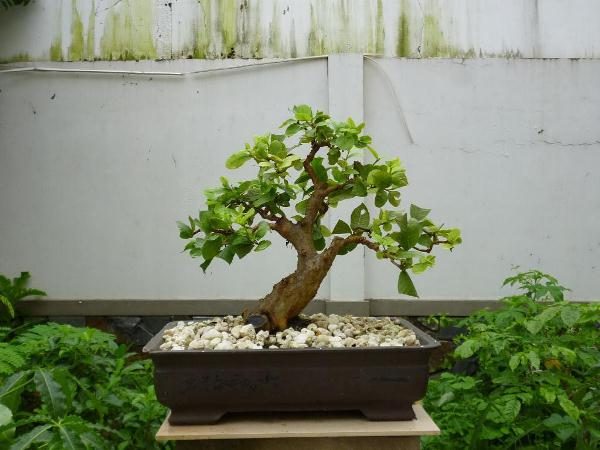 Bán Cây Ổi Cảnh bonsai mini - Đa dạng hình dáng chủng loại !