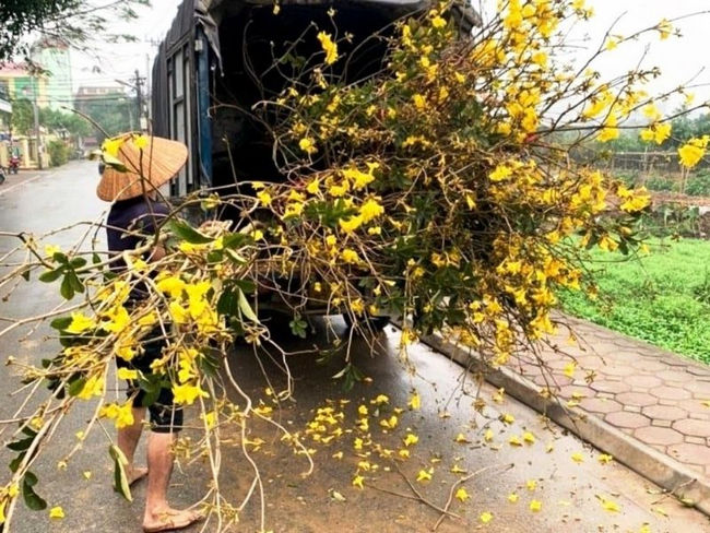 Cây phong linh giống