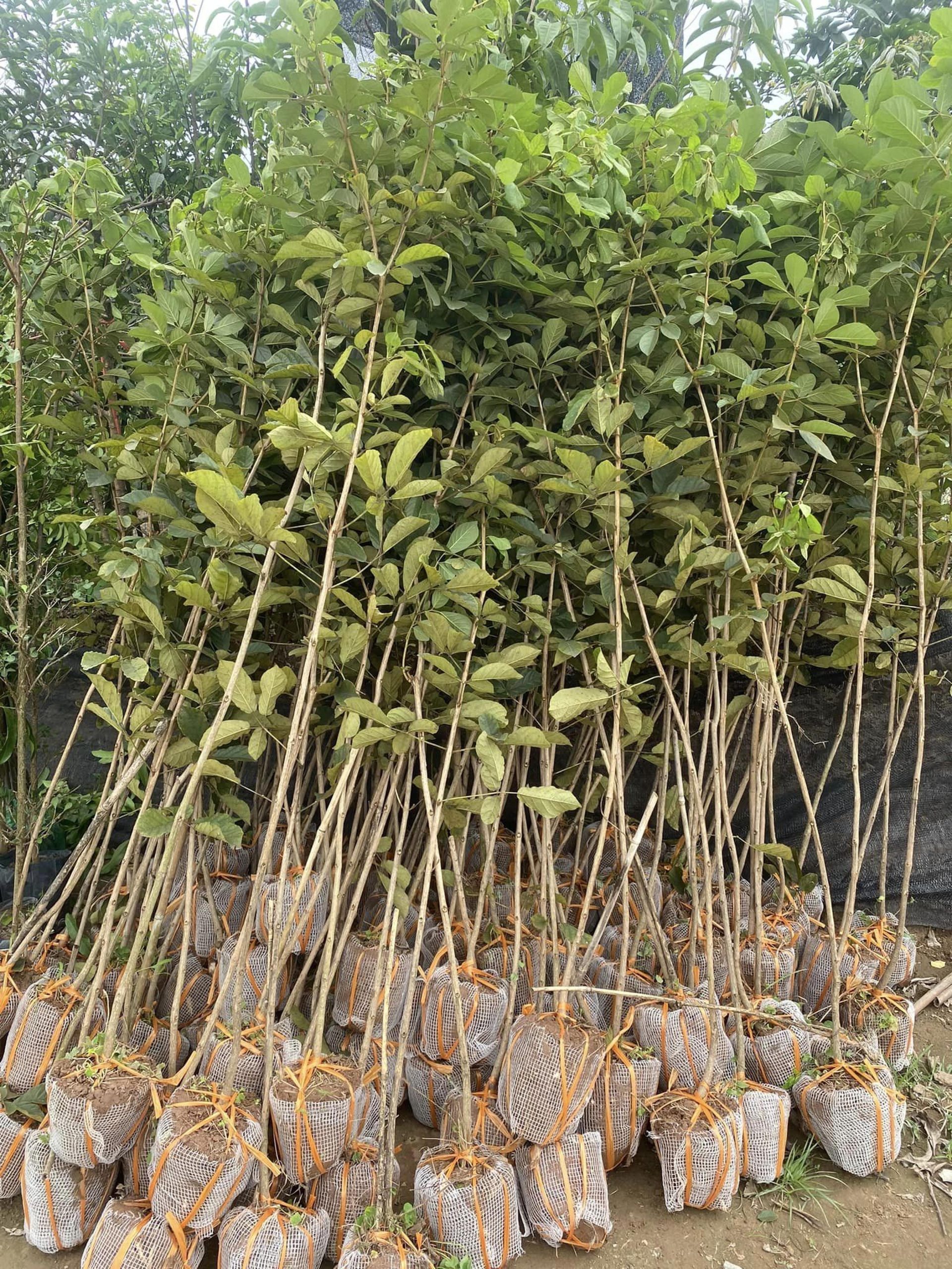 phong linh giống