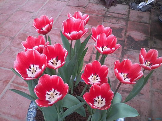hat-giong-hoa-tulip
