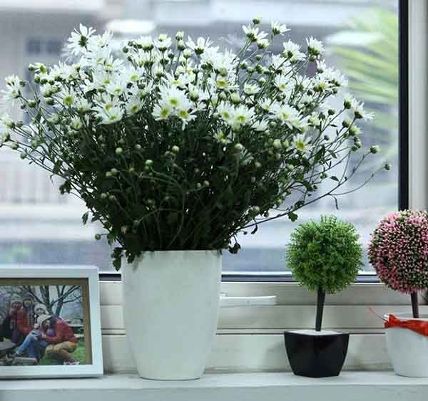 Không gian sống của bạn sẽ trở nên thêm phần hài hòa, tinh tế khi có chậu cây hoa cúc họa mi. Với hình dáng xinh xắn nhưng không kém phần độc đáo và nét căng tràn sức sống, chúng sẽ góp phần tạo điểm nhấn độc đáo cho ngôi nhà của bạn.